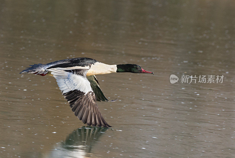 会飞的公秋鲱(Mergus merganser)